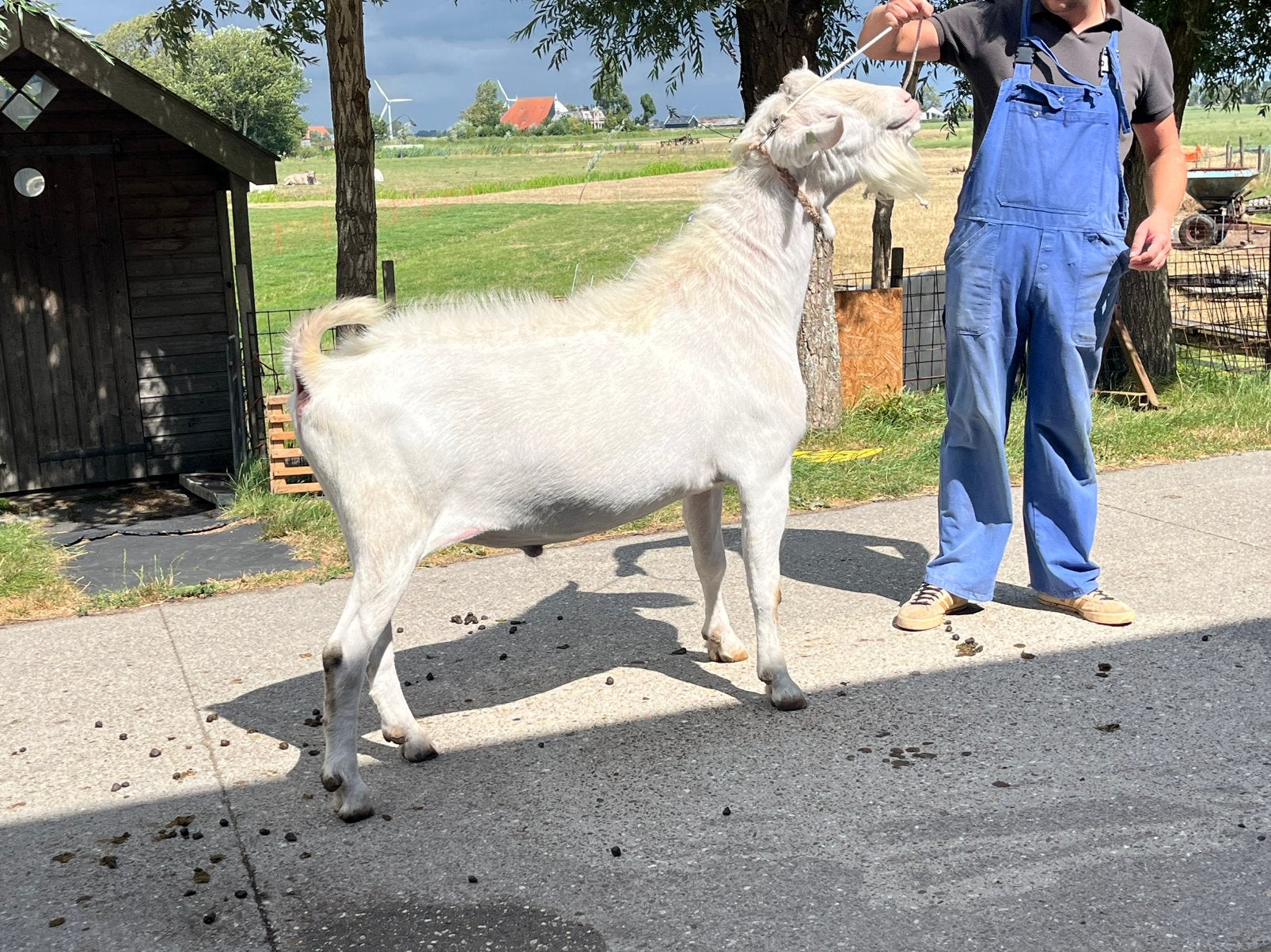 CAE en CL vrije stamboek bok, Dieren en Toebehoren, Schapen, Geiten en Varkens, Mannelijk, Geit