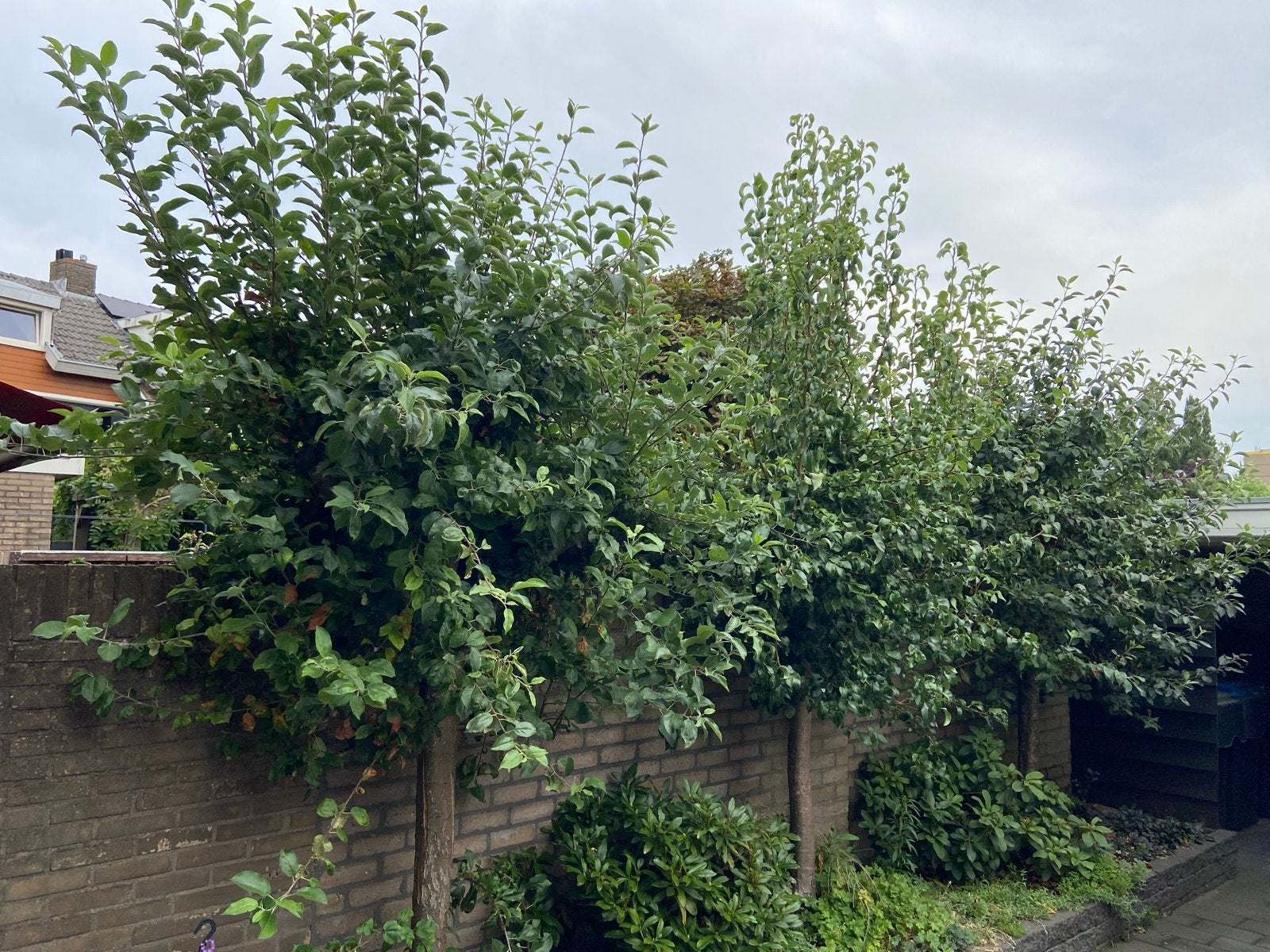 Appelbomen 2x en 1x perenboom. Ongeveer 16 jaar oud, Overige soorten, Lente, 250 tot 400 cm, Ophalen