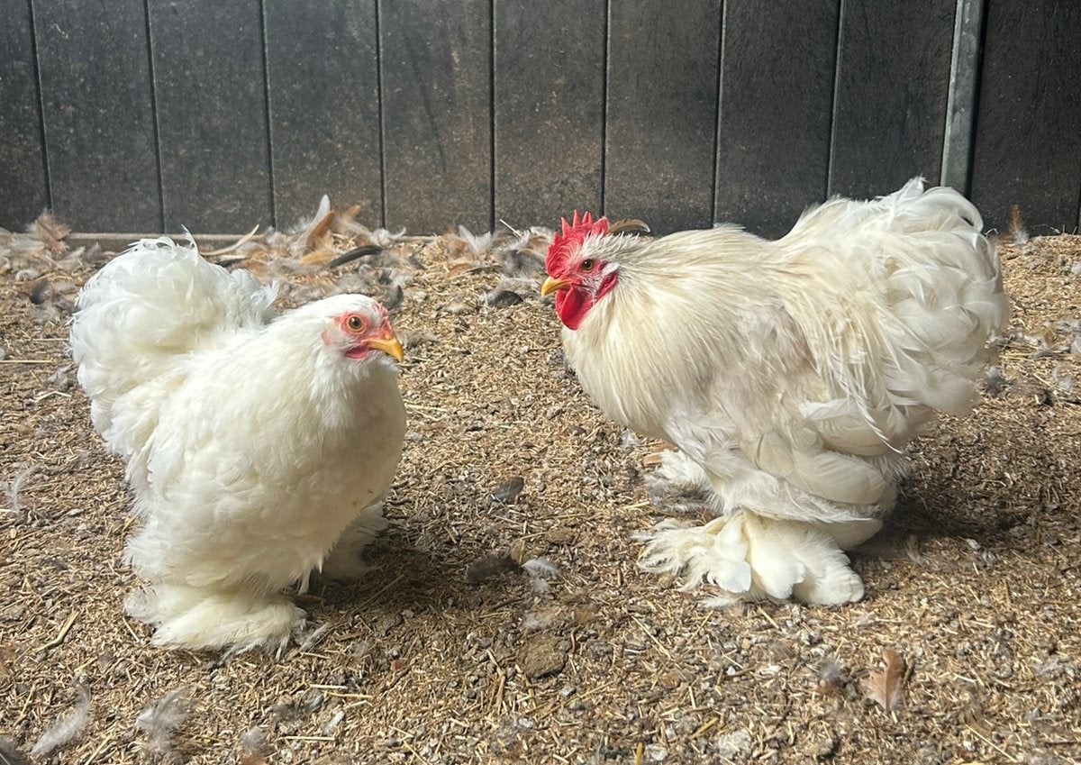 Cochin kriel wit duo, Dieren en Toebehoren, Pluimvee, Meerdere dieren, Kip