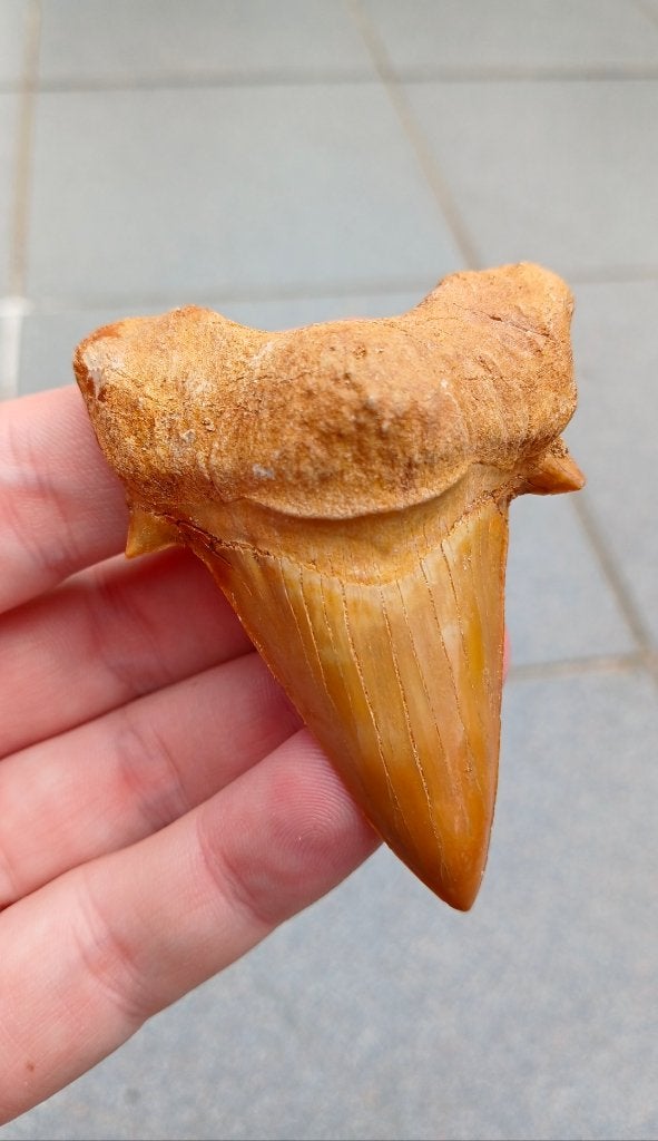 Zeer grote Otodus Obliquus haaientand fossielen haai, Ophalen of Verzenden, Fossiel