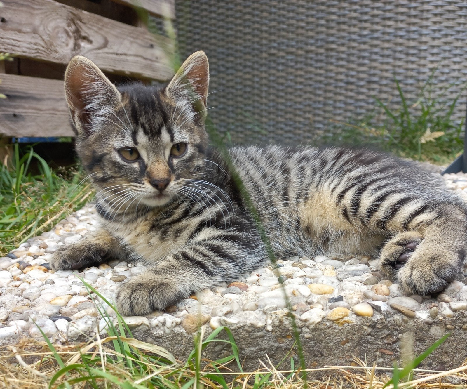 Lieve kittens te koop, Meerdere dieren