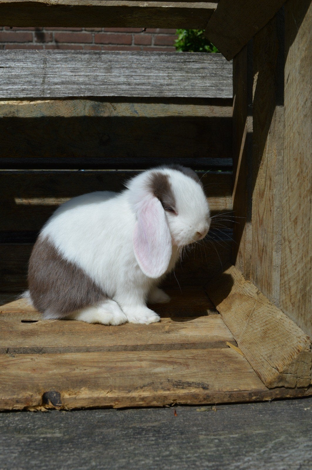 Lieve dwerghangoor konijntjes, Dieren en Toebehoren, Mannelijk, Dwerg, Hangoor, 0 tot 2 jaar