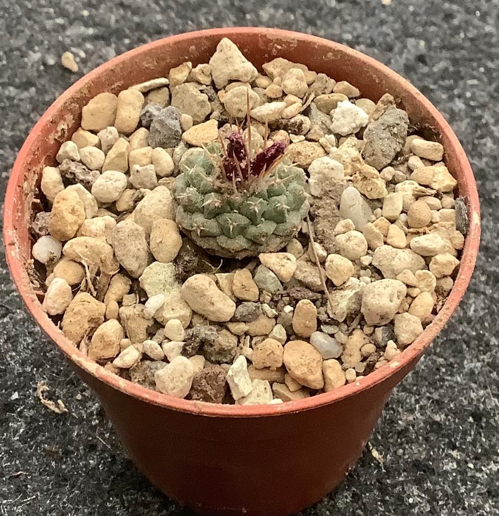 Cactus, Strombocactus, Ophalen of Verzenden, Cactus, Volle zon, Minder dan 100 cm
