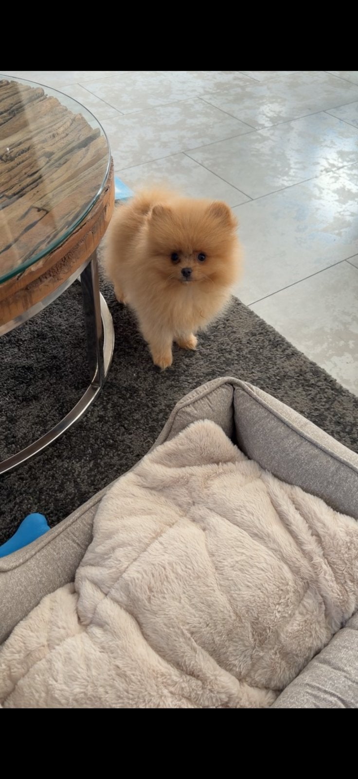Pomeriaan puppy, Keeshond, Reu, 8 tot 15 weken, Eén hond