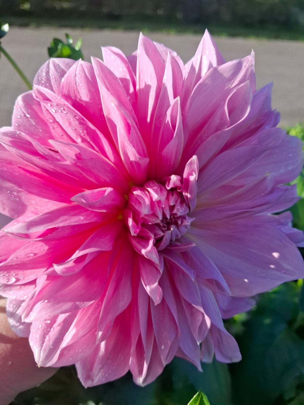 Dahlia Anne clair knollen, Ophalen of Verzenden, Volle zon, Knol