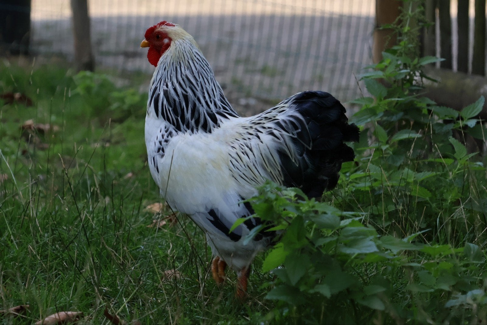 Diverse Kippen, Dieren en Toebehoren, Pluimvee, Meerdere dieren, Kip