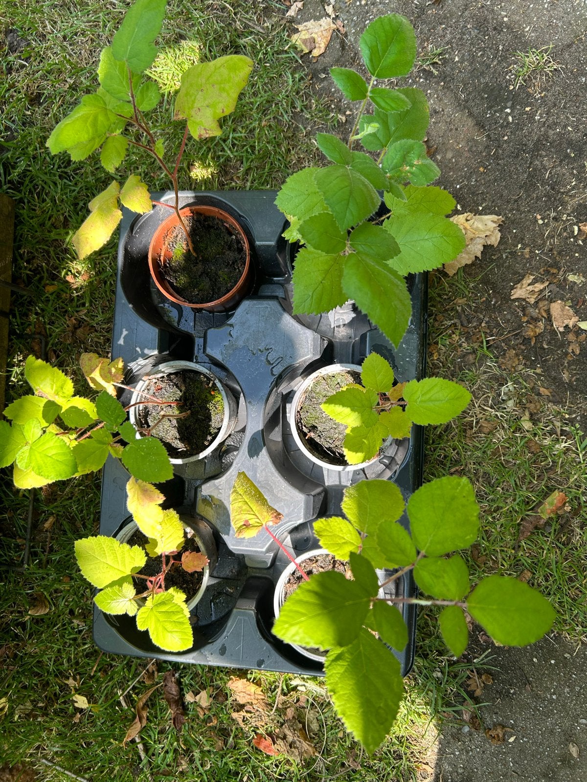 Braamplantjes - Zelfgekweekte fruitplanten, Ophalen, Volle zon, Vaste plant, Zomer