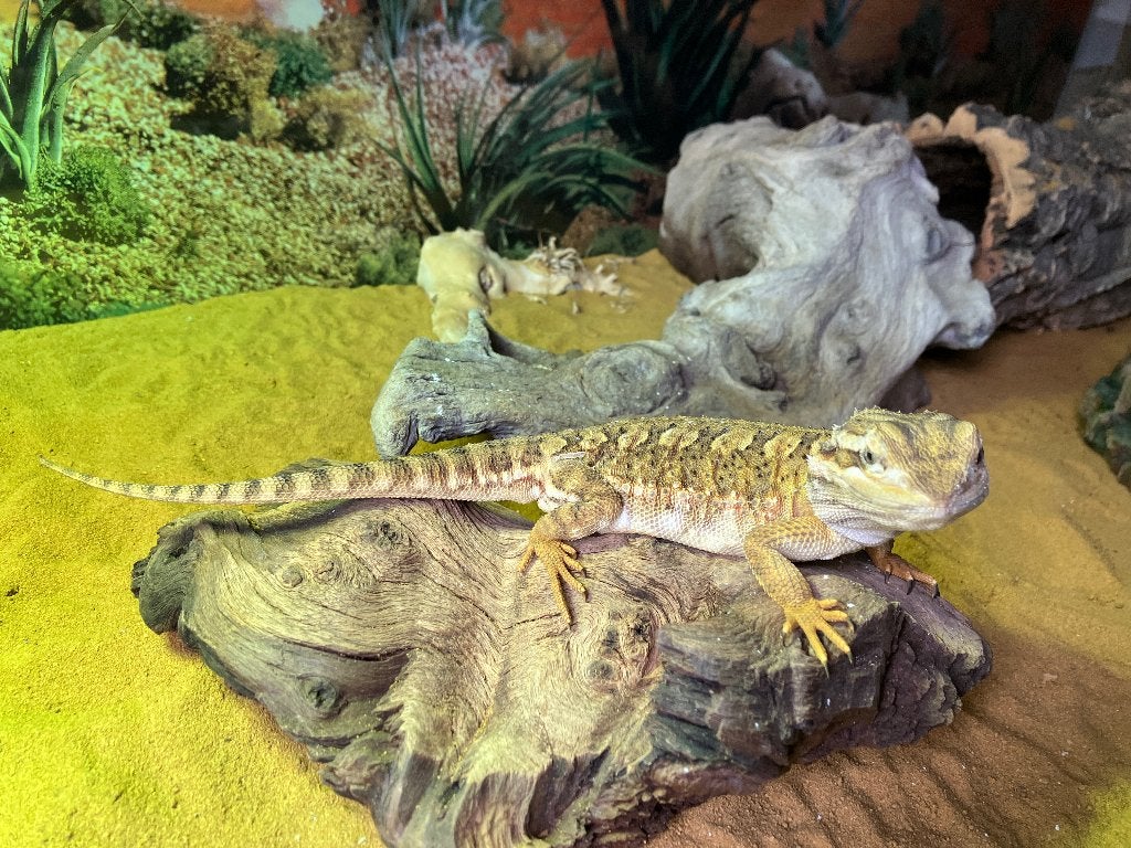 Dwergbaardagaam met toebehoren, Dieren en Toebehoren, Reptielen en Amfibieën, Hagedis, 3 tot 6 jaar