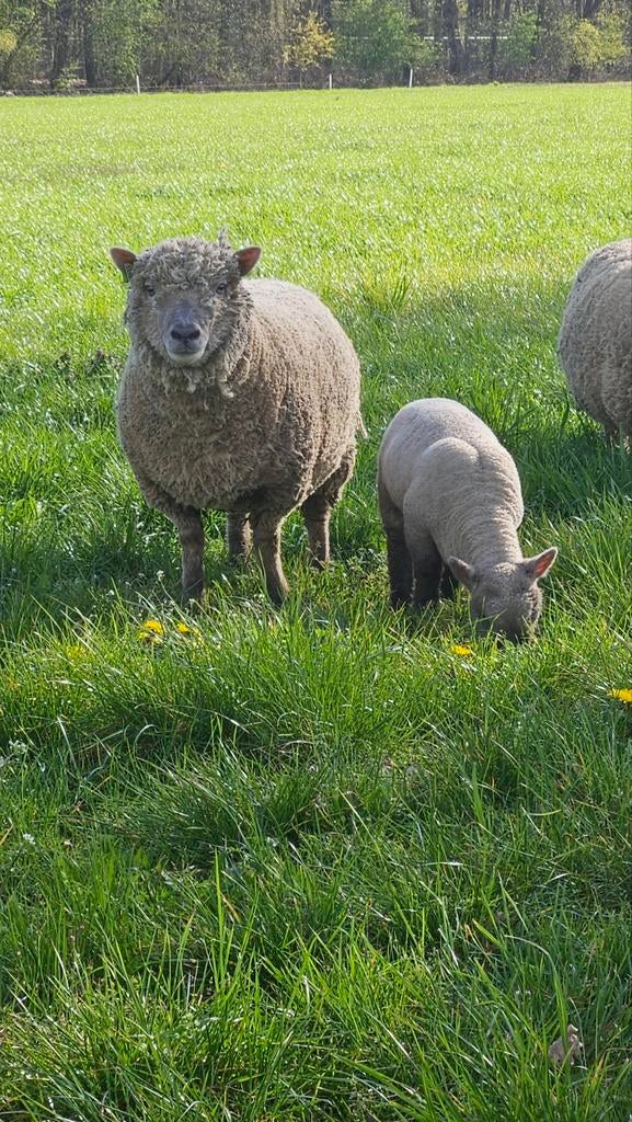 gezocht Southdown schapen, Dieren en Toebehoren, Schapen, Geiten en Varkens, Vrouwelijk, Schaap