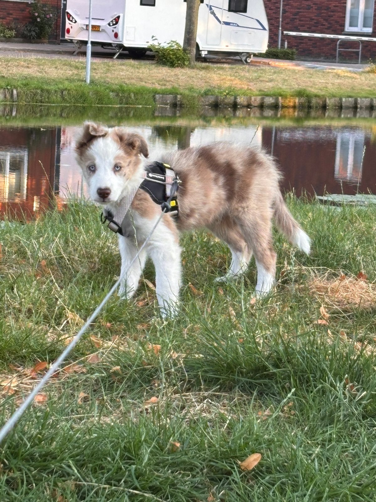 Border collie reu red merle, Dieren en Toebehoren, Honden | Niet-rashonden, Reu, Eén hond, Middel, Nederland