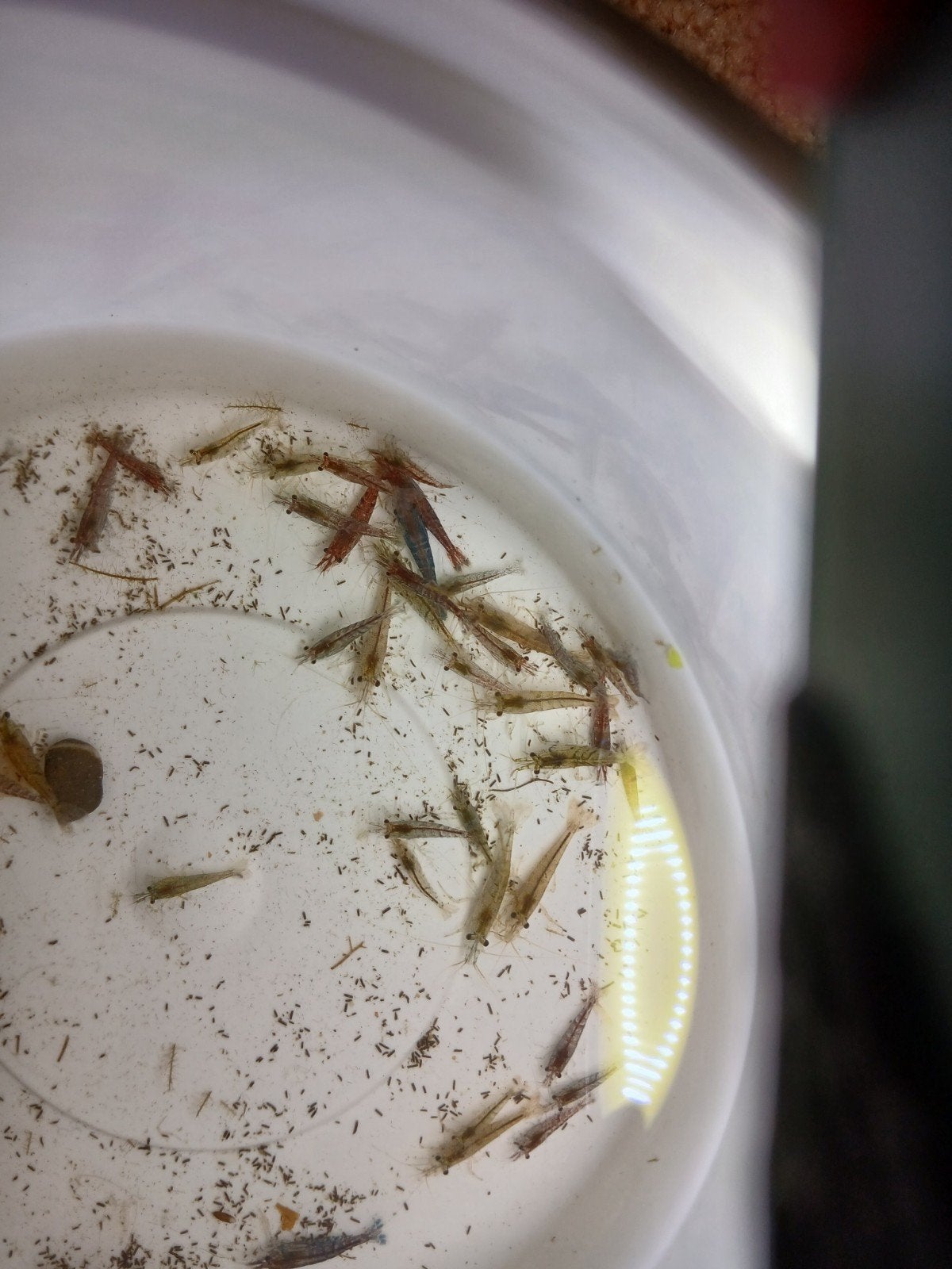 Neocaridina garnalen  - uitgeselecteerd, Dieren en Toebehoren, Vissen | Aquariumvissen, Kreeft, Krab of Garnaal