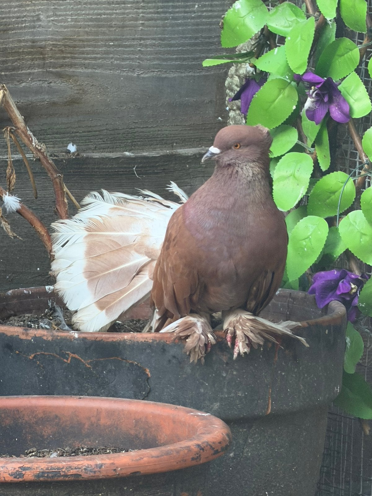 Indiaanse pauwstaart duif bruin choco man, Dieren en Toebehoren, Vogels | Duiven, Mannelijk, Overige soorten