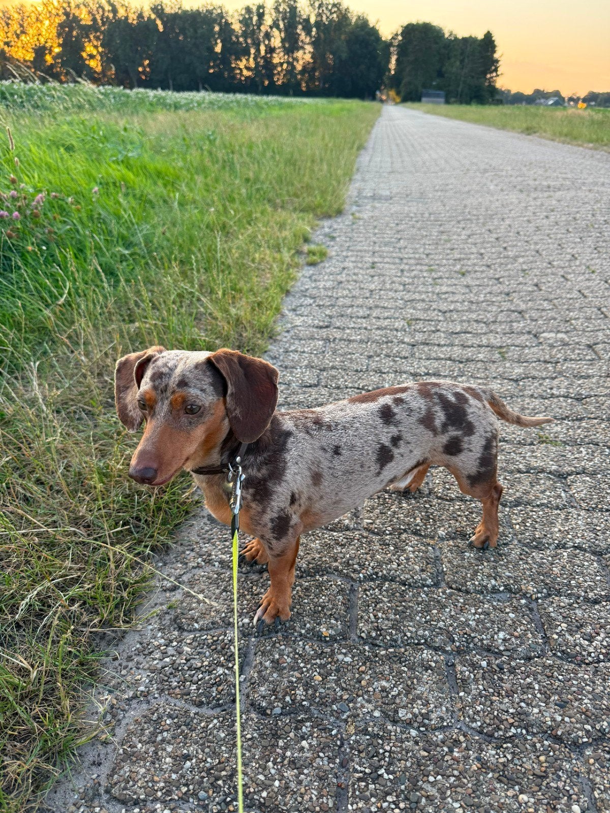 Ter dekking mooie dwerg teckel reu 3,5 jaar, Dieren en Toebehoren, Honden | Teckels en Dashonden, Reu, Korthaar, Dwerg, Parvo