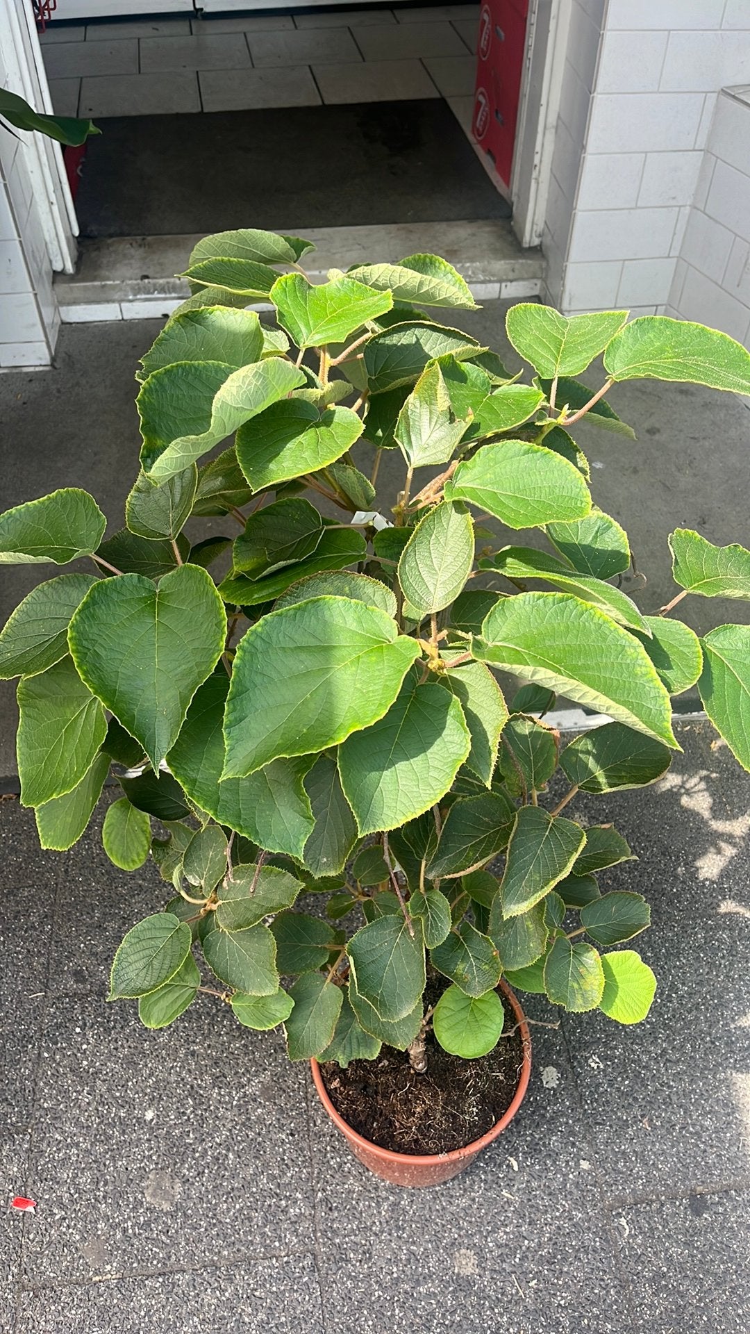 Mooie kiwi boom/struik in pot, Ophalen, Overige soorten, Volle zon