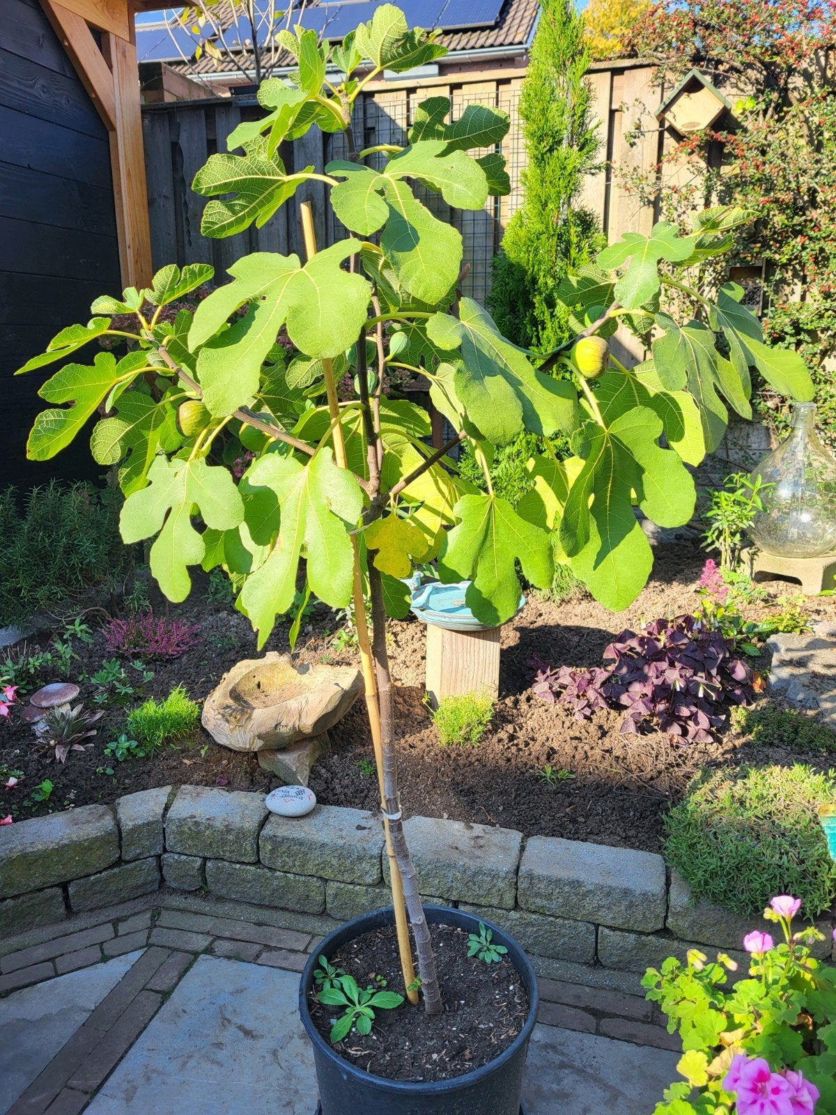 Jonge Vijgenboom in pot - Perfect voor terras of tuin, Ophalen, Lente, Volle zon, In pot