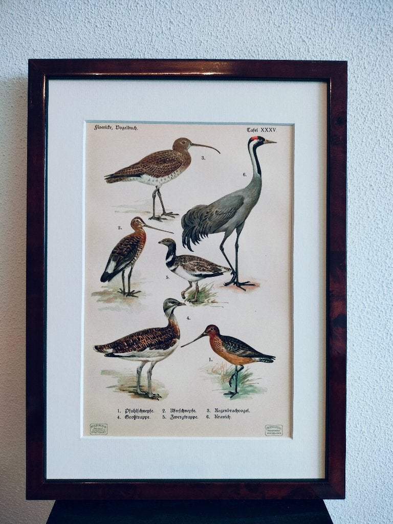 Litho Floericke Grutto Trap Kraanvogel Regenwulp 1922, Antiek en Kunst, Ophalen of Verzenden