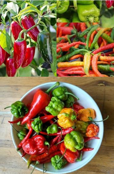 Peper zaden, Verzenden, Zaad