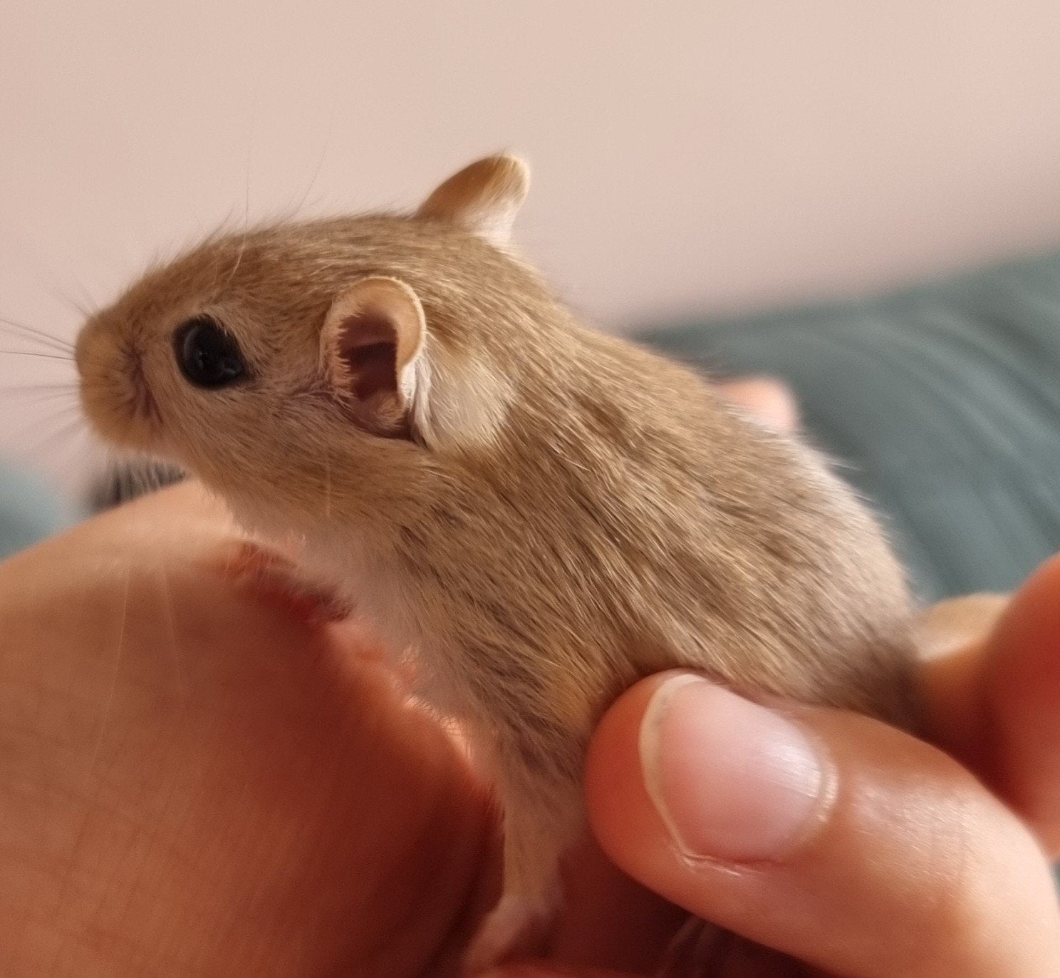 Leuk alternatief voor een hamster, gerbils handtam, Dieren en Toebehoren, Knaagdieren, Juli, Meerdere dieren, Overige typen, Tam
