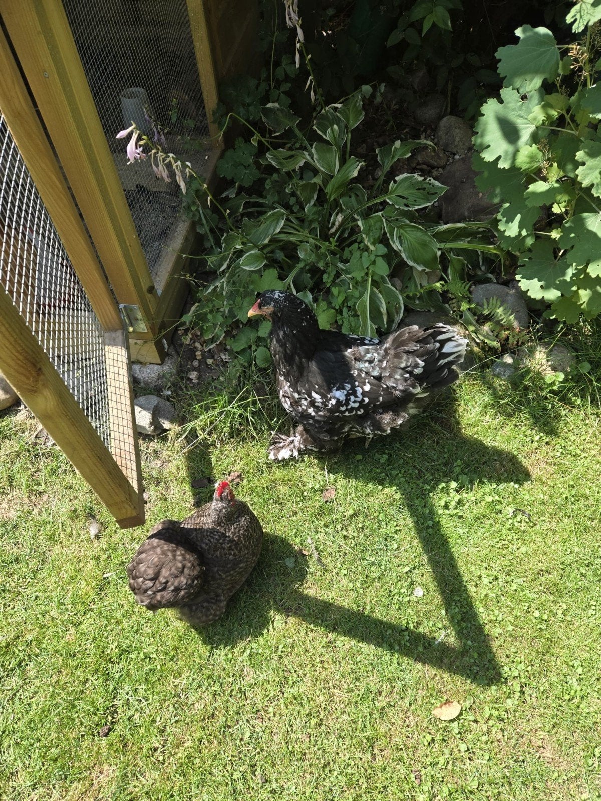 4 legkippen 2 Brahmas en twee cochins gratis af te halen, Dieren en Toebehoren, Vrouwelijk, Kip