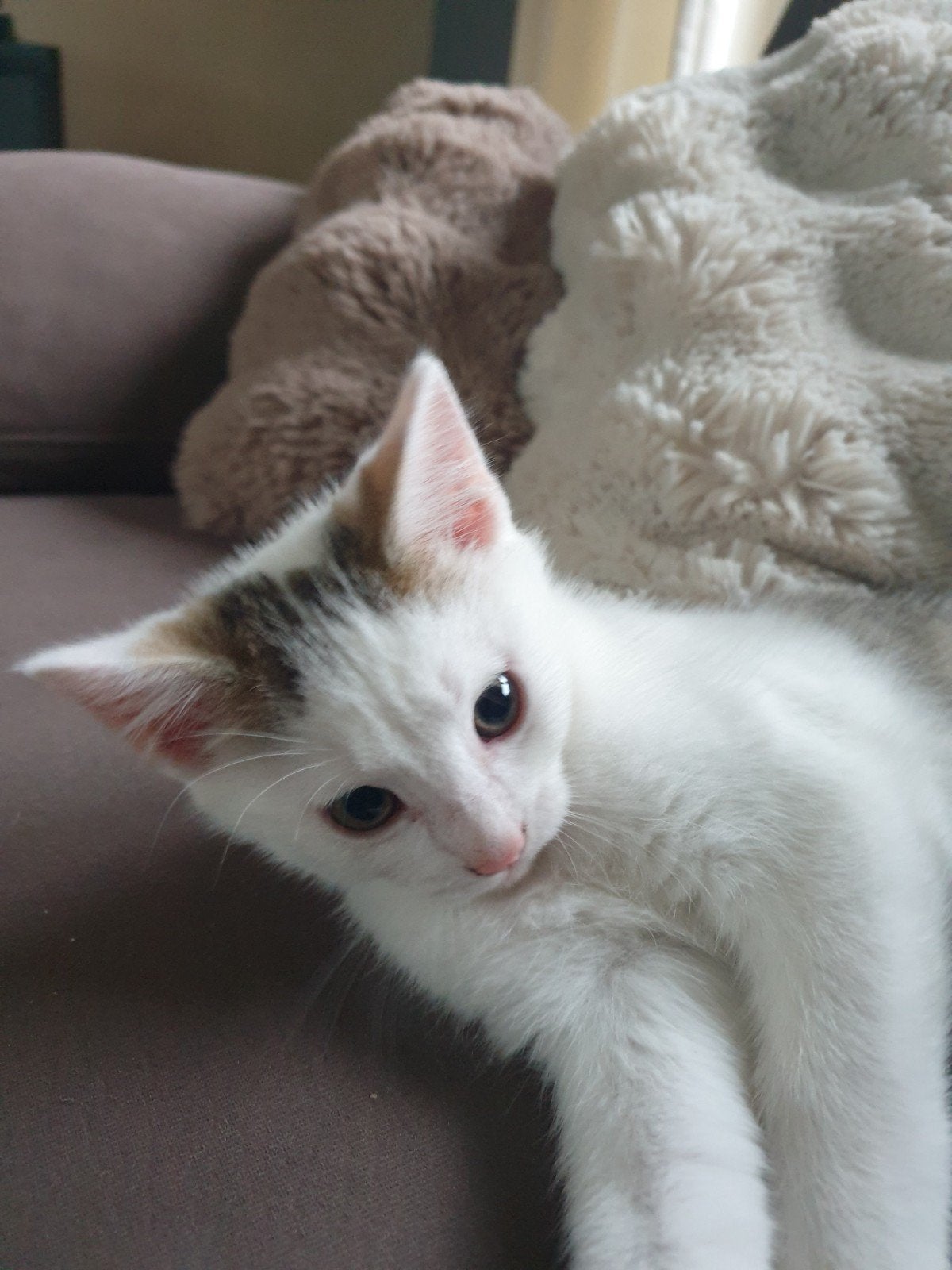 kittens