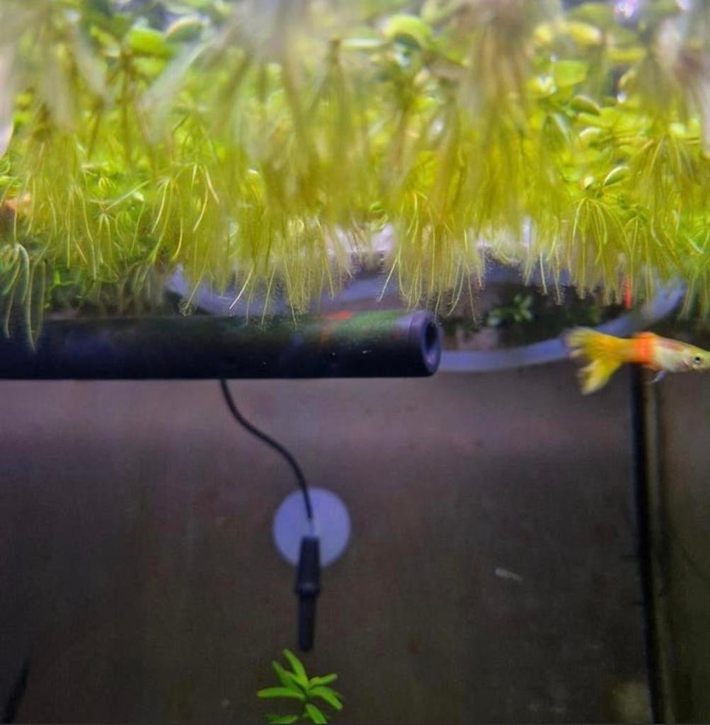 Portie drijfplanten - aquariumplant - Salvinia natans, Dieren en Toebehoren, Vis