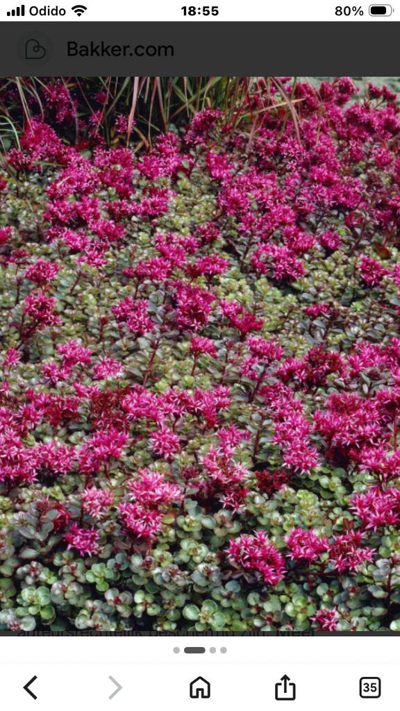 Sedum spurium “fuldaglut”  roze verkruid, Ophalen, Bodembedekkers, Volle zon, Vaste plant