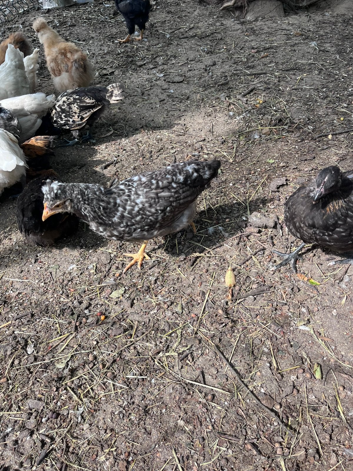 Kuikens van 14 weken oud, Dieren en Toebehoren, Meerdere dieren, Kip