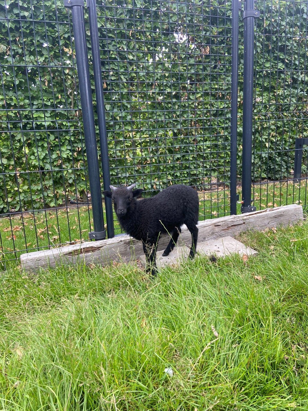 Ouessant rammetjes, Mannelijk, Schaap