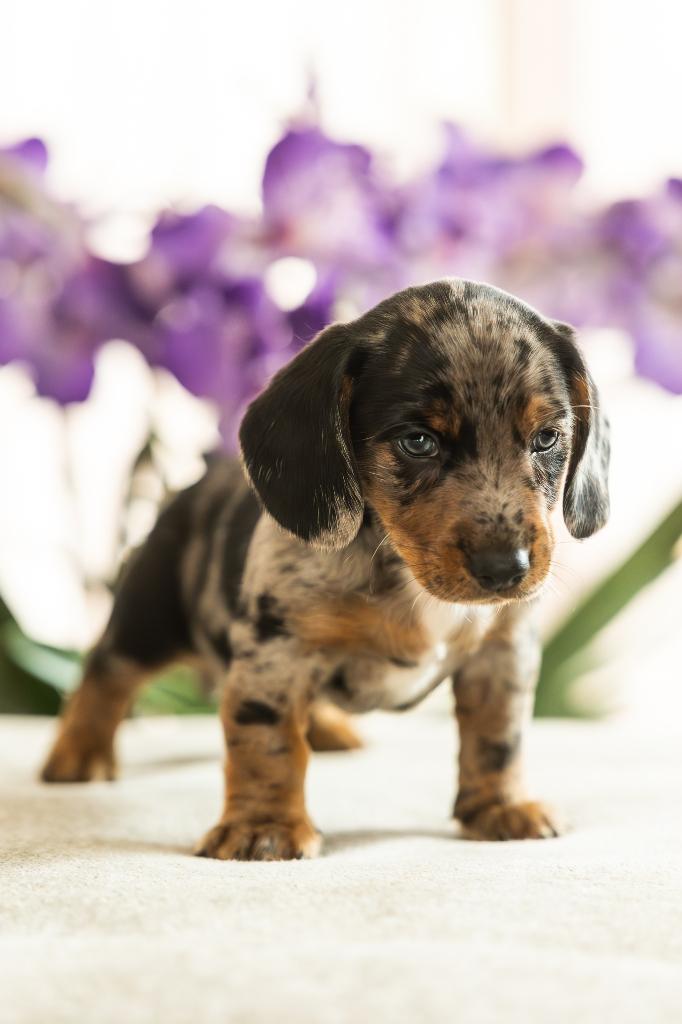 Hele knappe en gezonde teckel pups uit huiselijke kring, Dieren en Toebehoren, Parvo, 8 tot 15 weken, Korthaar, Dwerg
