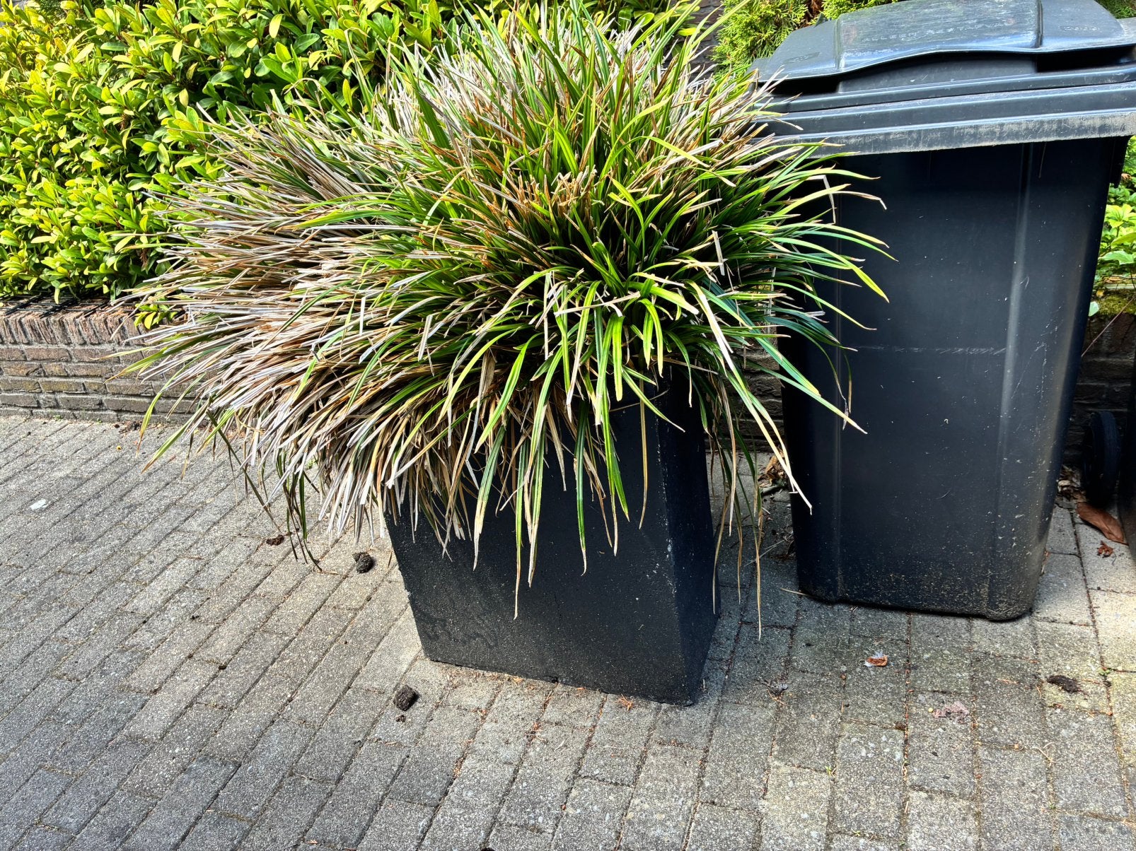 GRATIS 2 hoge stenen plantenbakken met grassen, Tuin en Terras, Ophalen, Vaste plant, Siergrassen, Volle zon