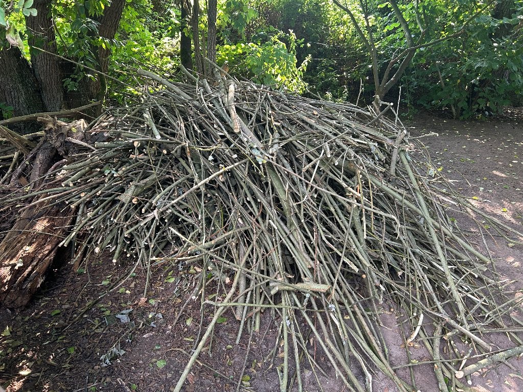 Gratis wilgentakken, Bloeit niet, Overige soorten, 100 tot 250 cm, Ophalen