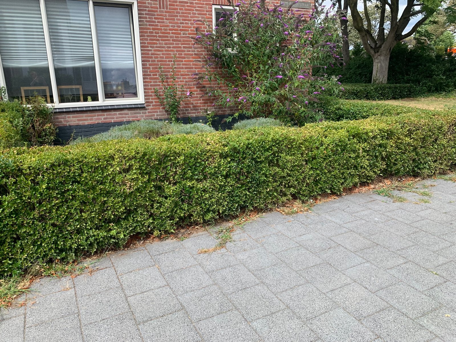 Gratis liguster, Ophalen, Liguster, Struik, 250 cm of meer