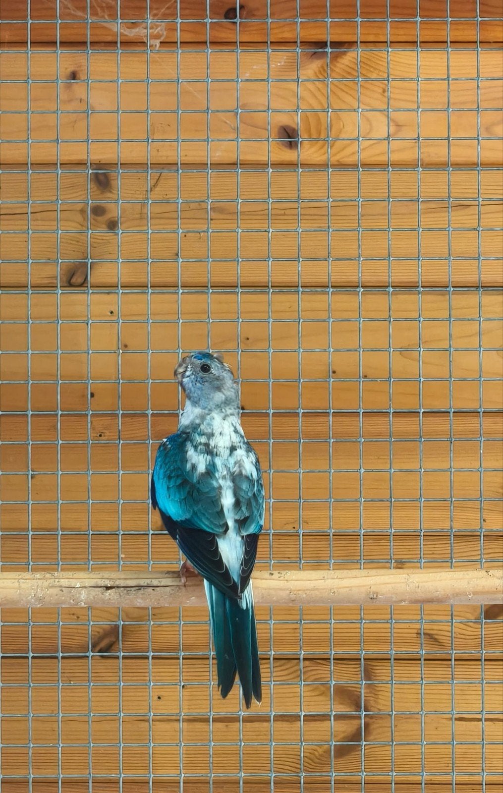 Splendidparkiet man ., Dieren en Toebehoren, Vogels | Parkieten en Papegaaien, Mannelijk, Parkiet, Geringd