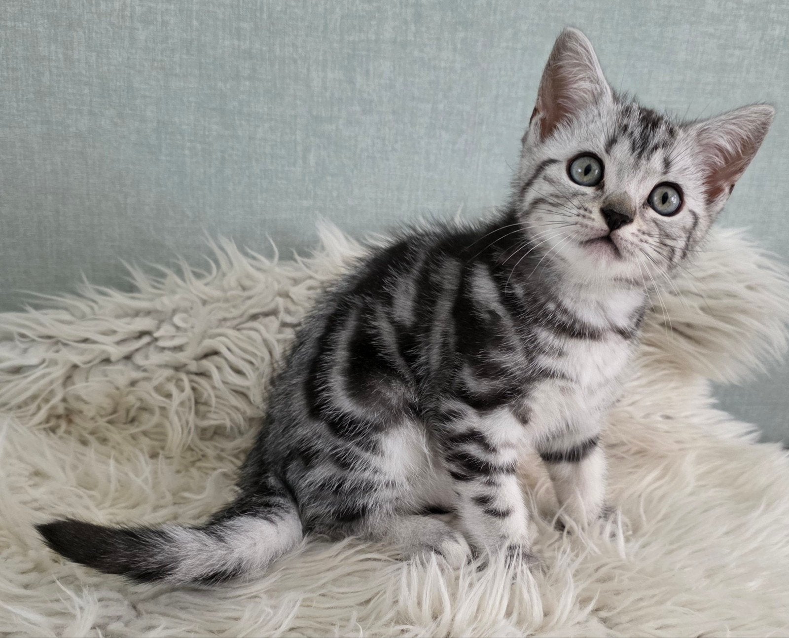 Raszuiver Britse korthaar kitten (Whiskas), Kater, Ontwormd, 0 tot 2 jaar
