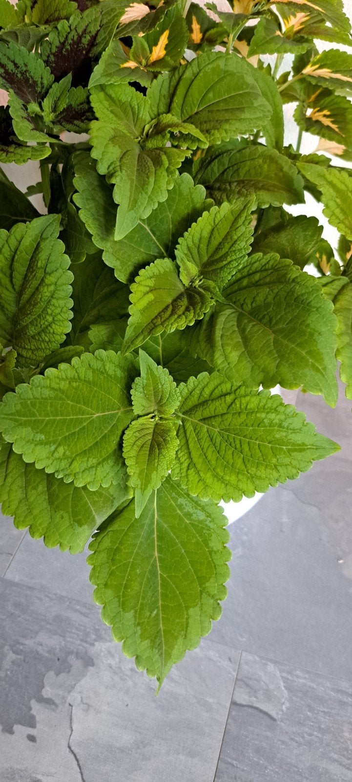 Coleus (siernetel) stekken:
Donker groen met lichtgroene ran, Bloeiende kamerplant, Ophalen of Verzenden, Halfschaduw, Minder dan 100 cm