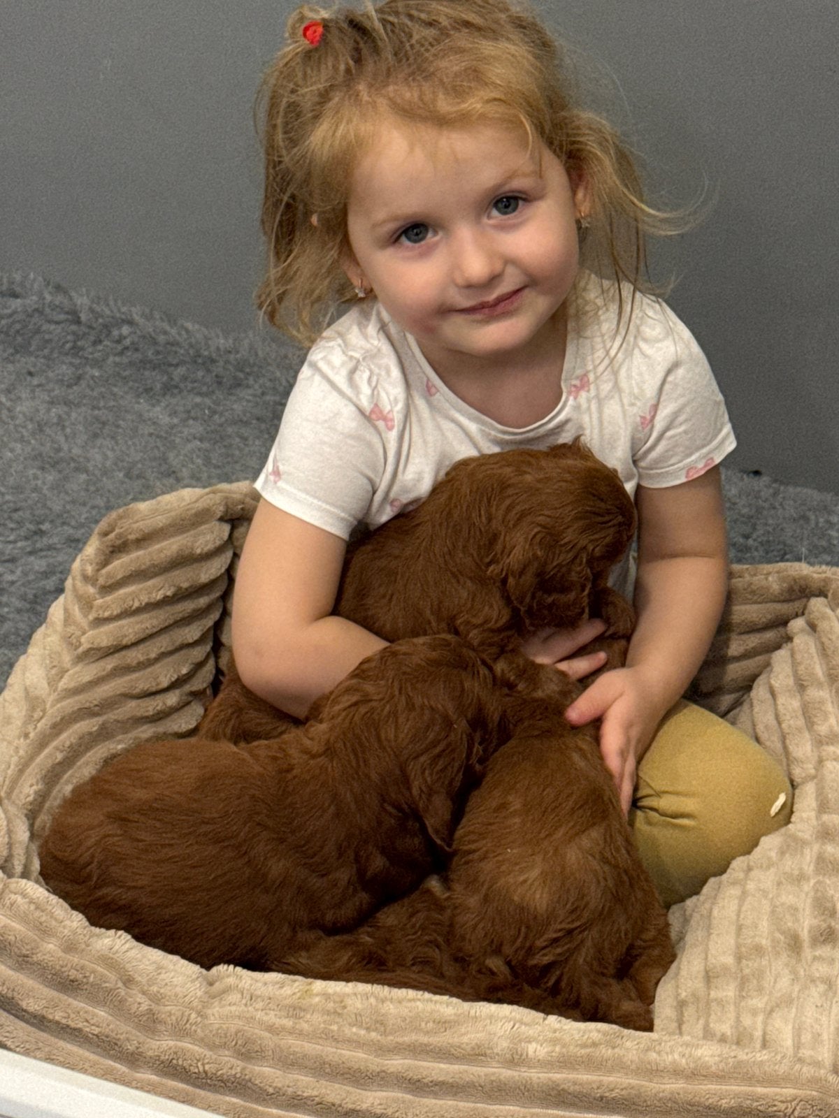 Cavapoo pups Hypoallergeen gezondheid getest mogen weg, Nederland, Parvo, Overige rassen, 8 tot 15 weken