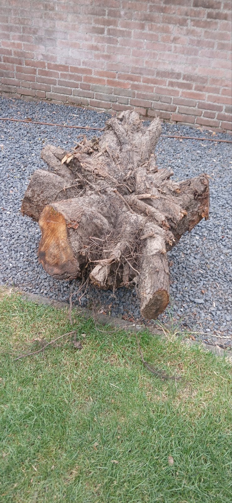 Gratis afhalen - Boomstronk van een notenboom, Ophalen