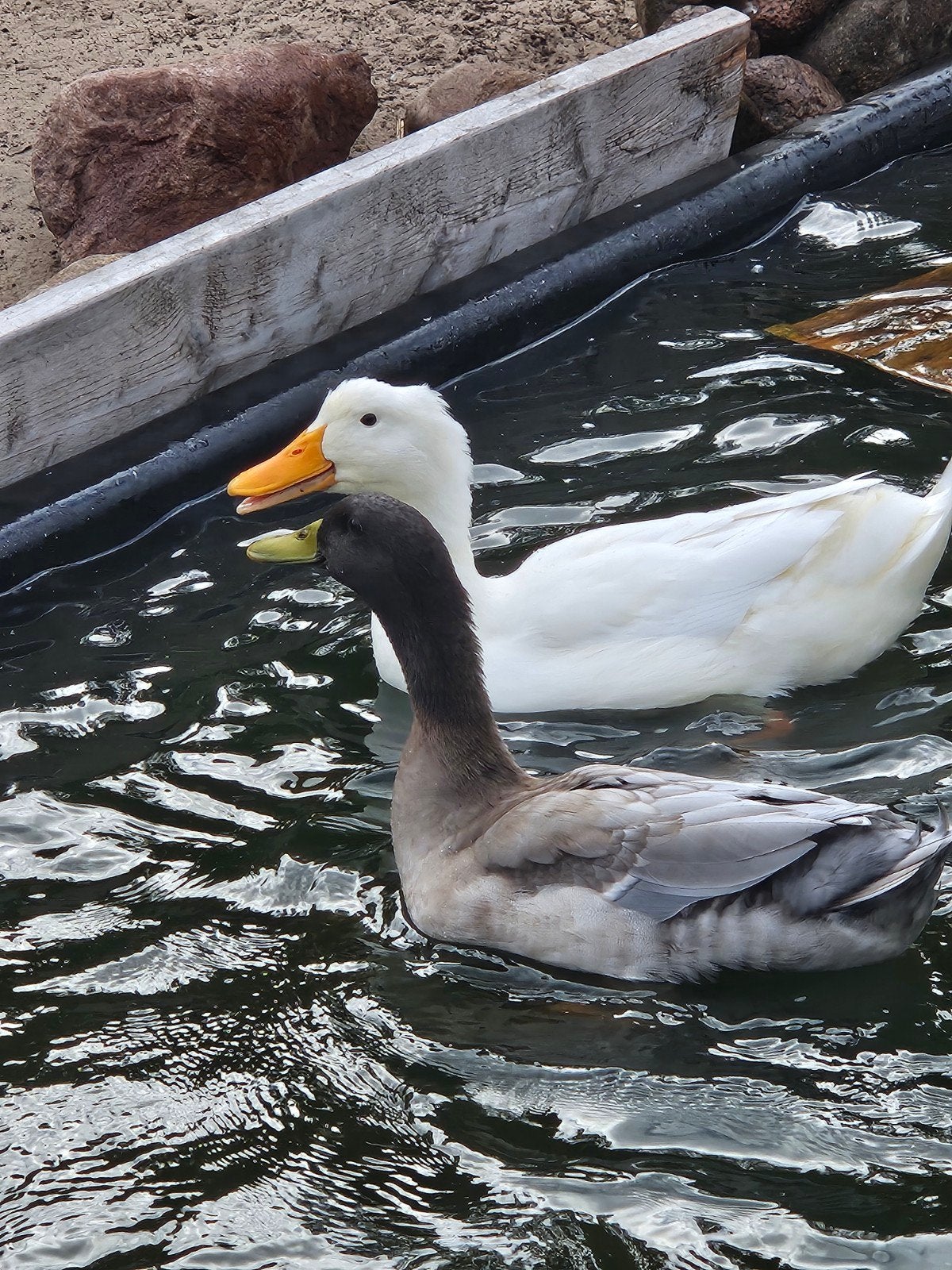 eendjes, Dieren en Toebehoren, Pluimvee, Mannelijk, Eend