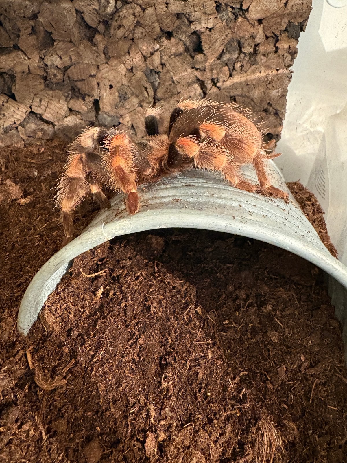 Brachypelma hamorii, Spin of Schorpioen