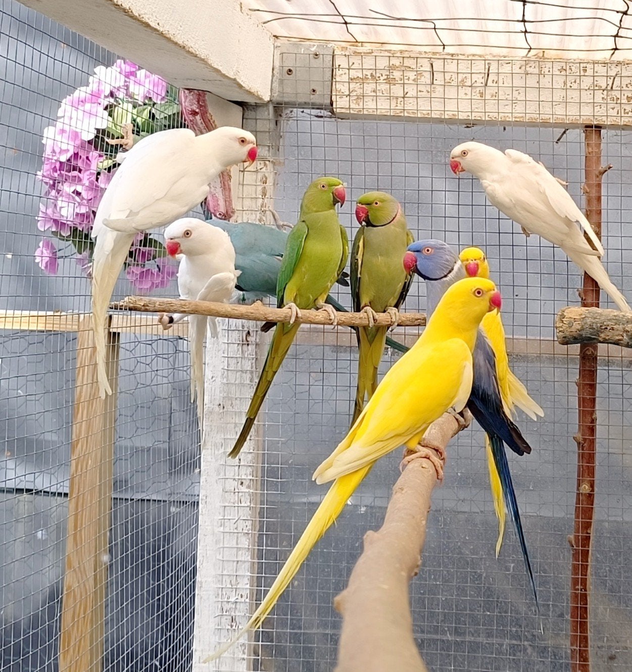 Halsbandparkieten, Dieren en Toebehoren, Vogels | Parkieten en Papegaaien, Meerdere dieren, Parkiet, Geringd