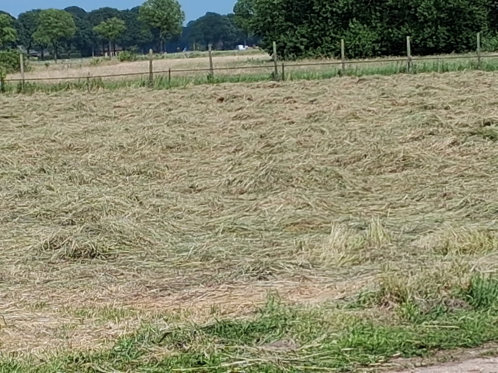 Hooi en stro te koop, Ophalen of Verzenden, Vee