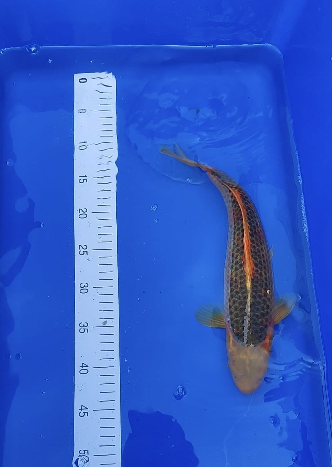 Japanse koi Golden Corn 37 cm, Dieren en Toebehoren, Karper of Koi
