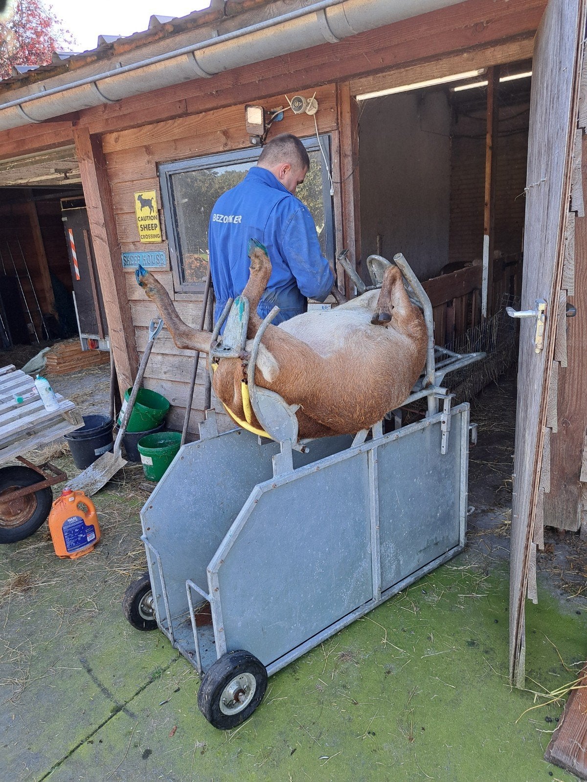 schapen bekapper, Meerdere dieren, Schaap