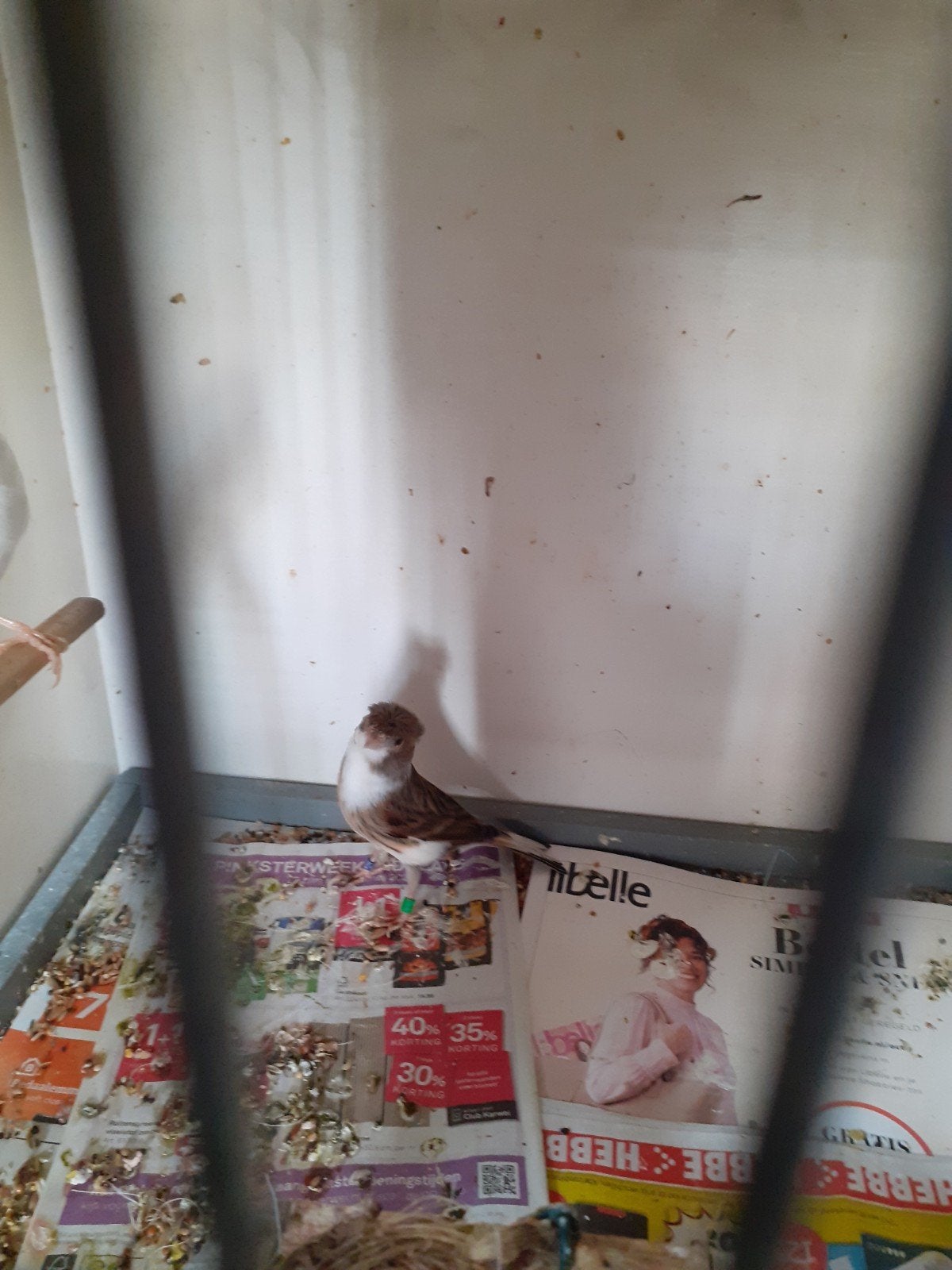 Harlekijn pop .broedrijp., Dieren en Toebehoren, Vogels | Kanaries, Vrouwelijk, Kleurkanarie