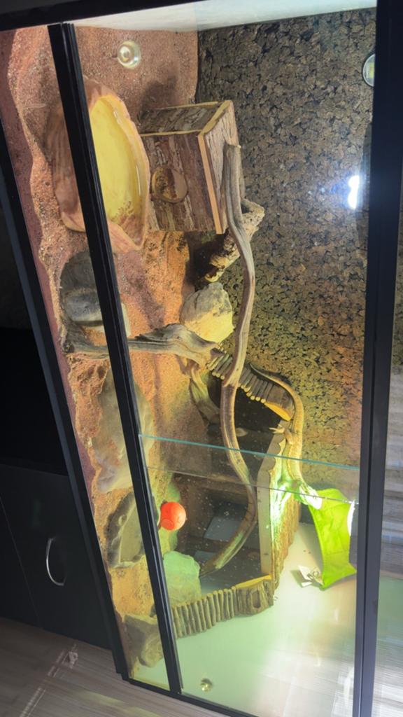 Baardagaam incl terrarium Bearded Dragon - unknown for sale from Walid Boukhizzou