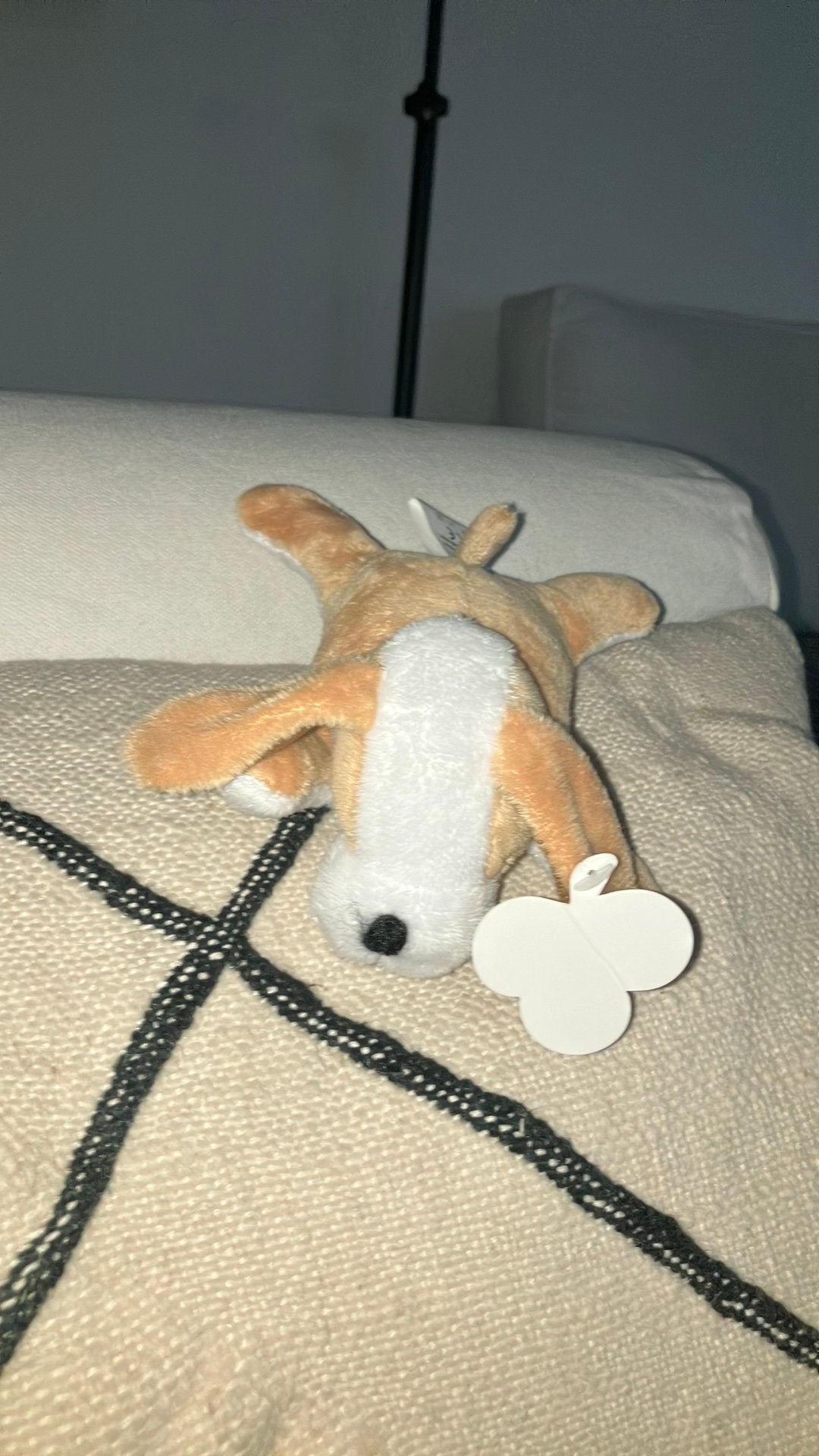 Fl hond hondje, Nieuw, Met label, Klein (minder dan 20 cm), Beige