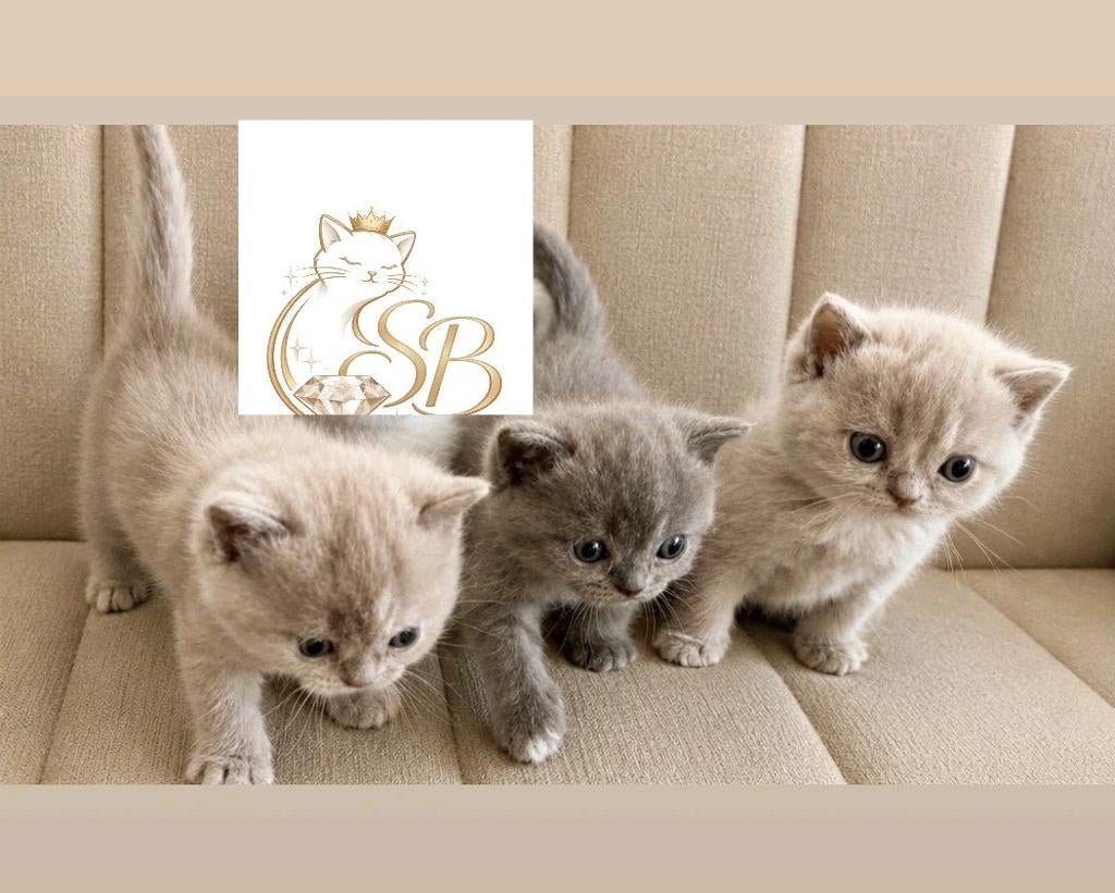 🌷Prachtige SB Britse korthaar kittens **Beschikbaar**, Meerdere dieren, Ontwormd