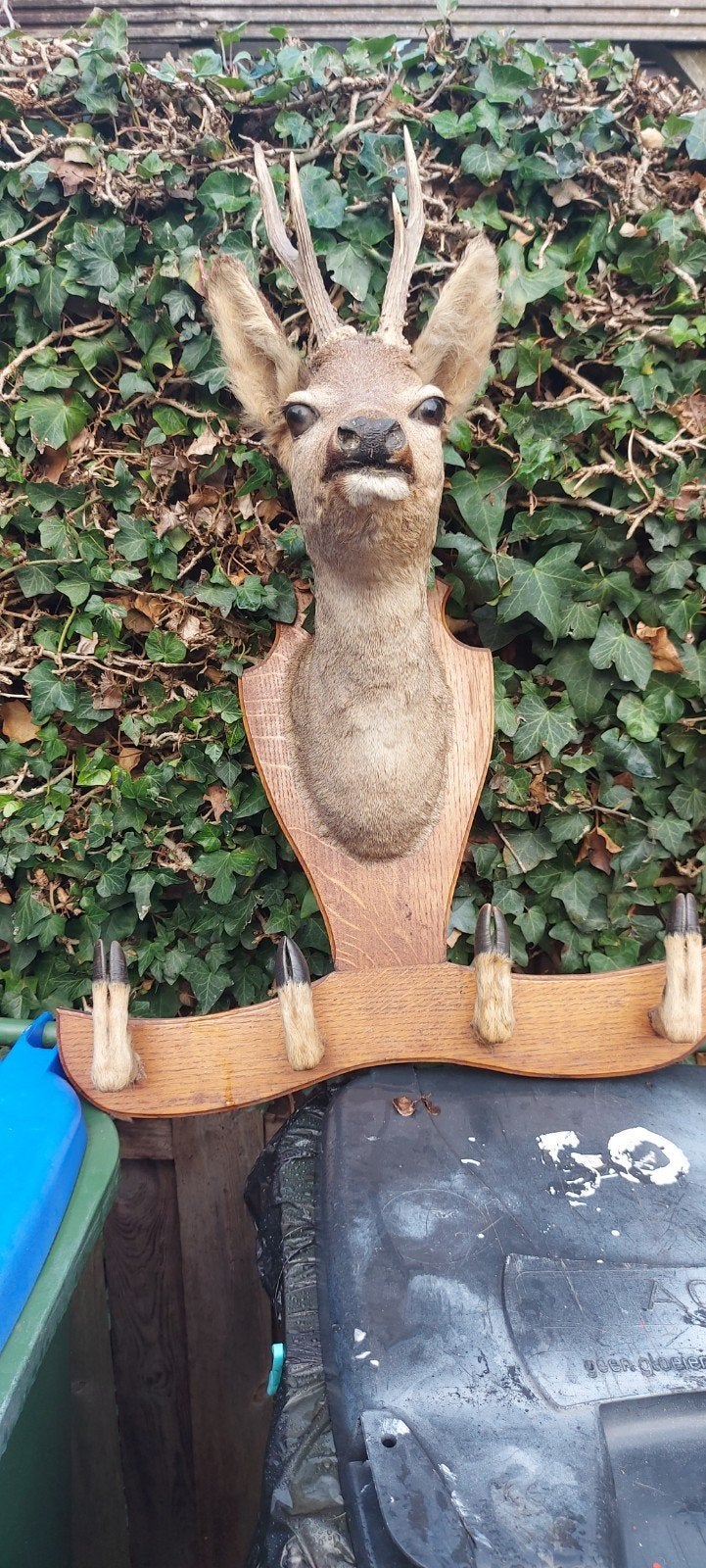 Opgezette hertenkop, Ophalen, Zo goed als nieuw, Vogel, Opgezet dier
