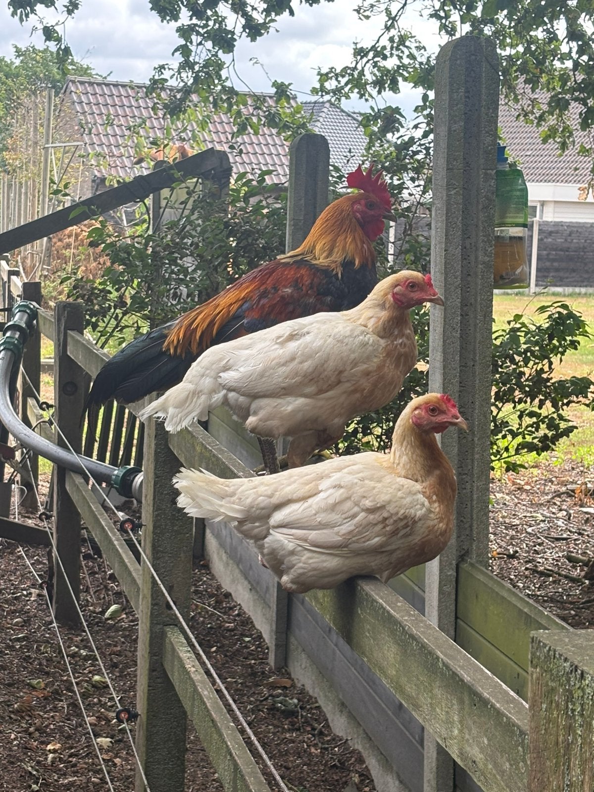 Modern Engels vechthoen (grote soort), Dieren en Toebehoren, Vrouwelijk, Kip