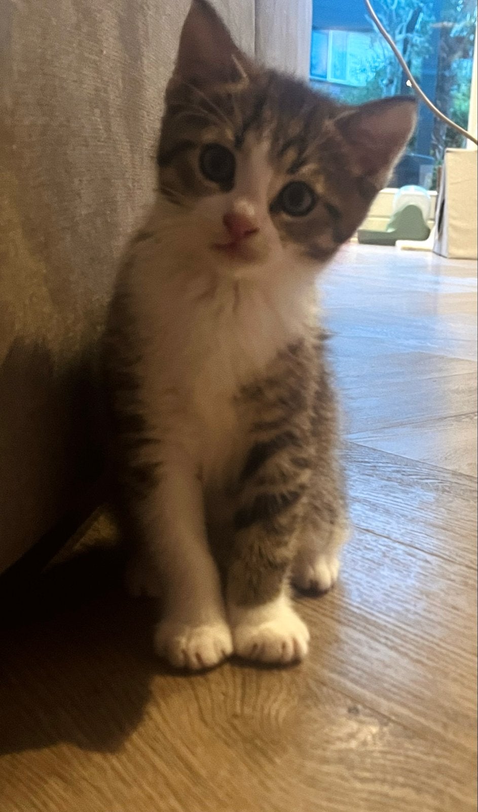 Katertje 10 weken oud, Kater
